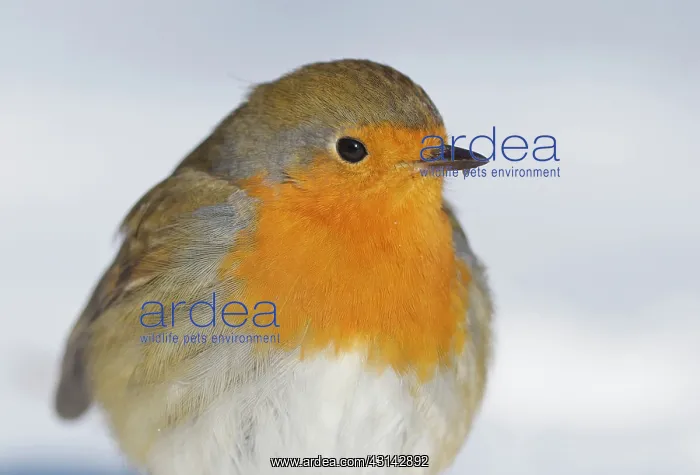 : European Robin : European Robin