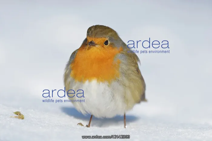 : European Robin : European Robin