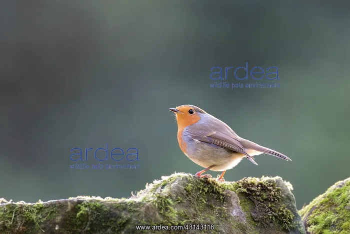  : European Robin