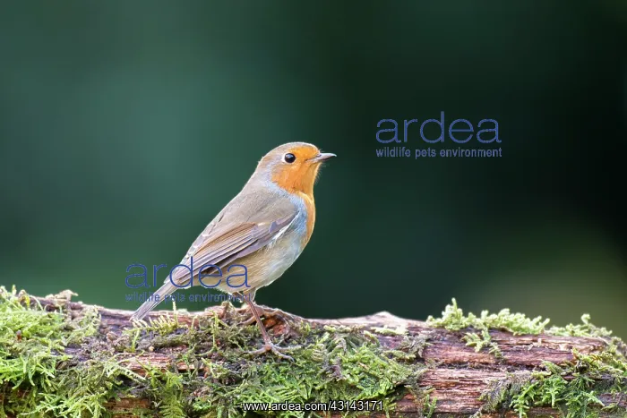  : European Robin