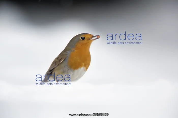 : European Robin : European Robin