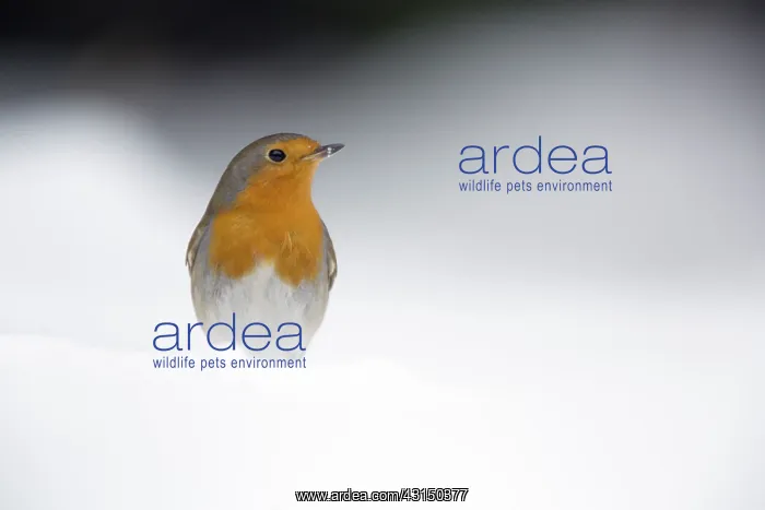 : European Robin : European Robin