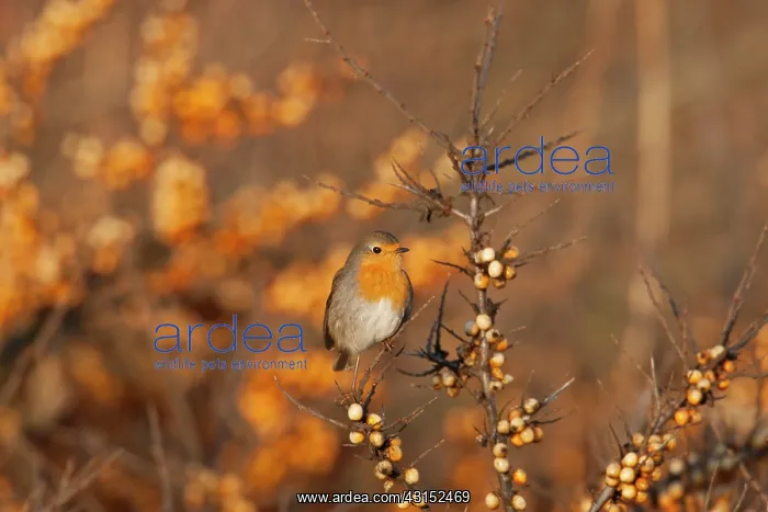 : European Robin : European Robin