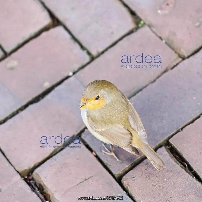 : European Robin : European Robin
