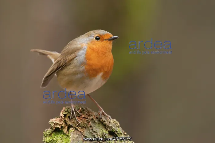 : European Robin : European Robin