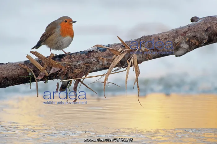 : European Robin : European Robin
