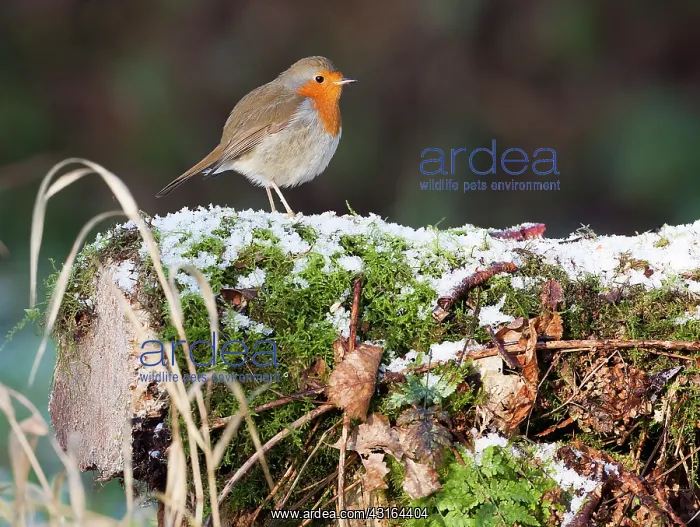 : European Robin : European Robin