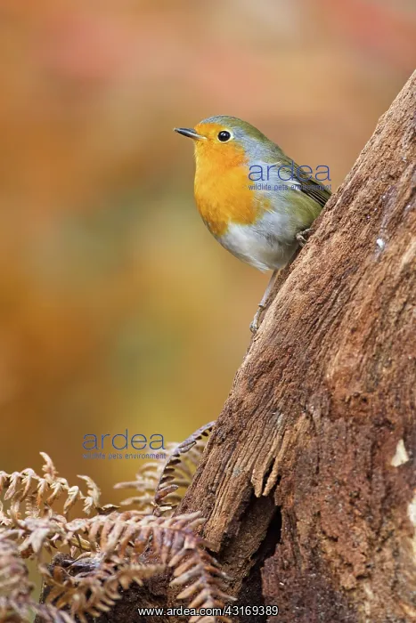 : European Robin : European Robin