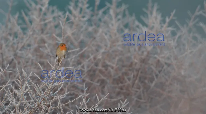 : European Robin : European Robin