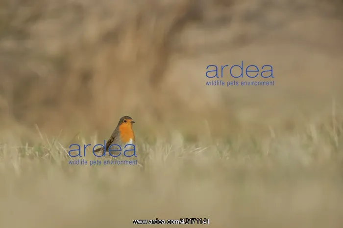 : European Robin : European Robin