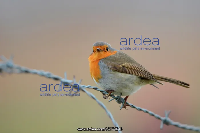 : European Robin : European Robin