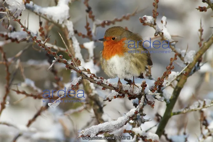 : European Robin : European Robin