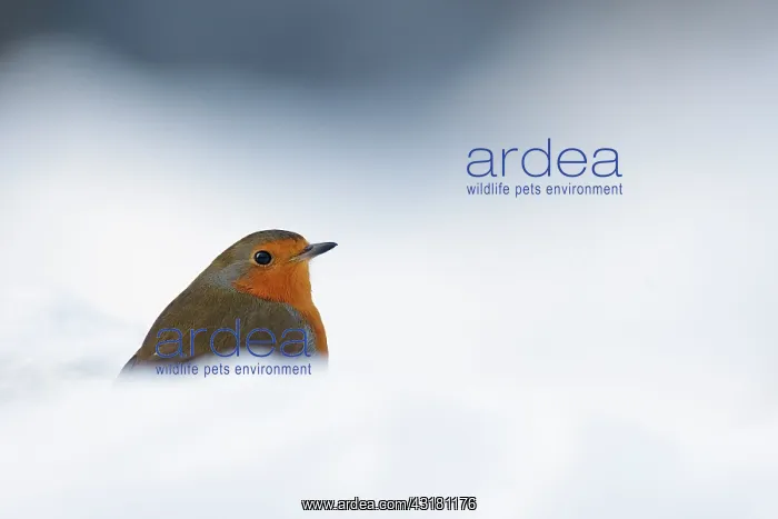 : European Robin : European Robin