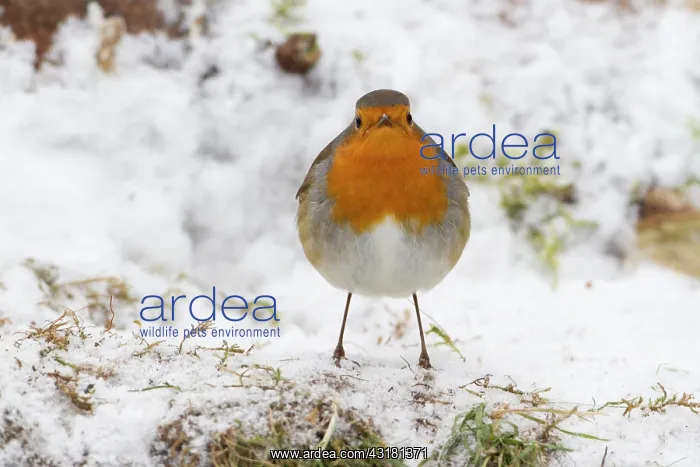 : European Robin : European Robin