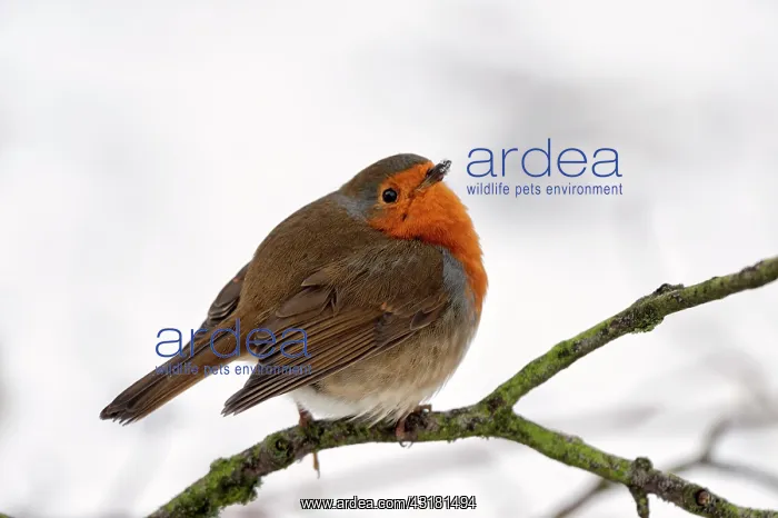 : European Robin : European Robin