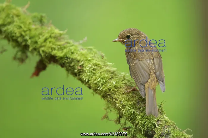 : European Robin : European Robin
