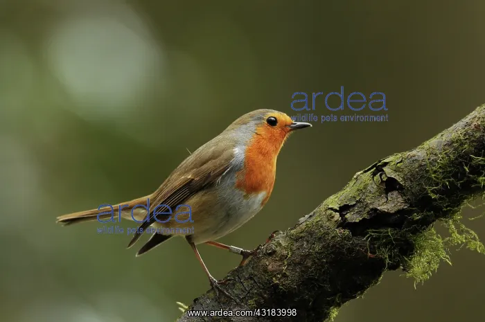 : European Robin : European Robin