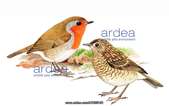 : European Robin : European Robin