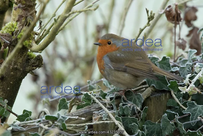  : European Robin