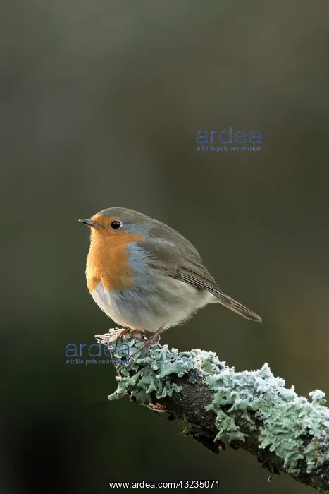 : European Robin : European Robin