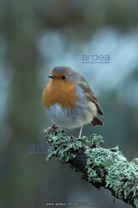  : European Robin
