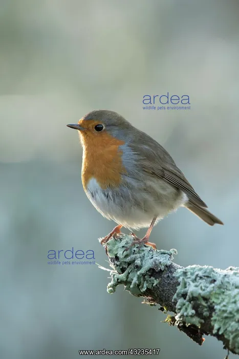 : European Robin : European Robin