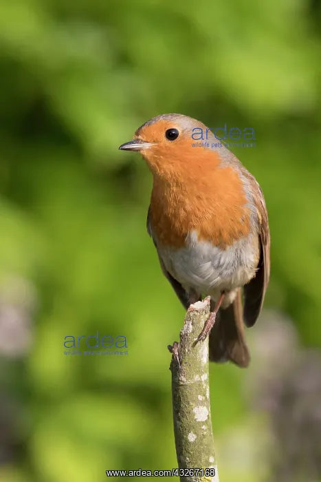  : European Robin