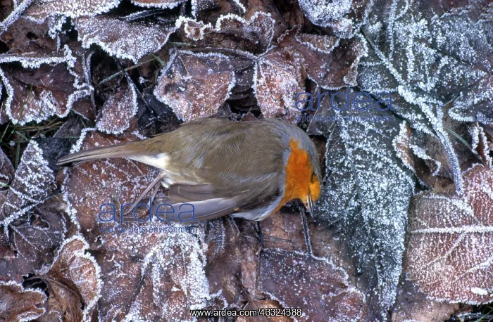 : European Robin : European Robin