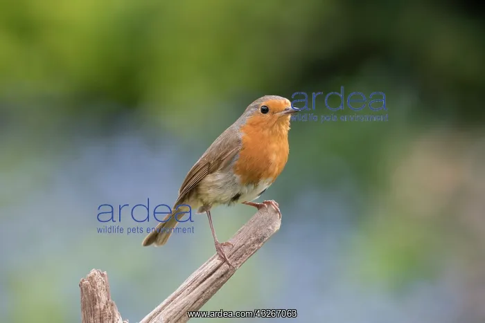  : European Robin - Adult