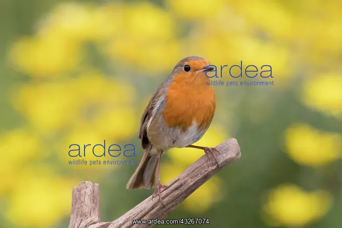  : European Robin - Adult
