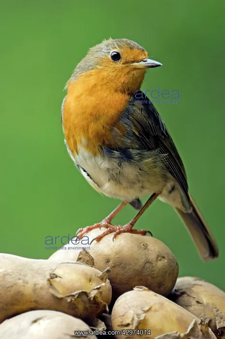 : European Robin - adult female - feeds on harvested potatoes : European Robin - adult female - feeds on harvested potatoes