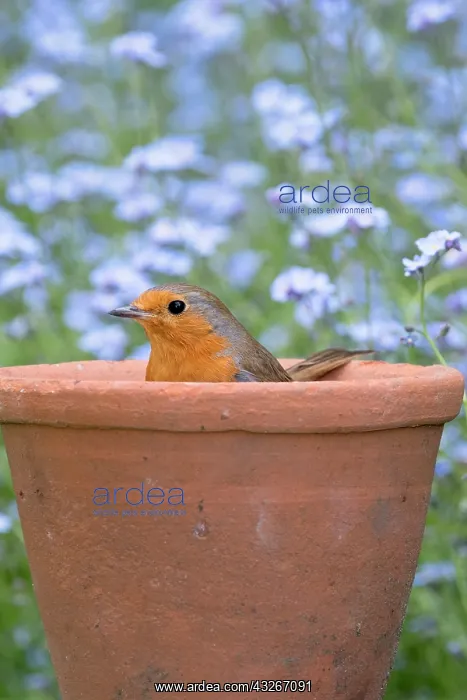 : European Robin - Adult with in flower pot with forget-me-not : European Robin - Adult with in flower pot with forget-me-not