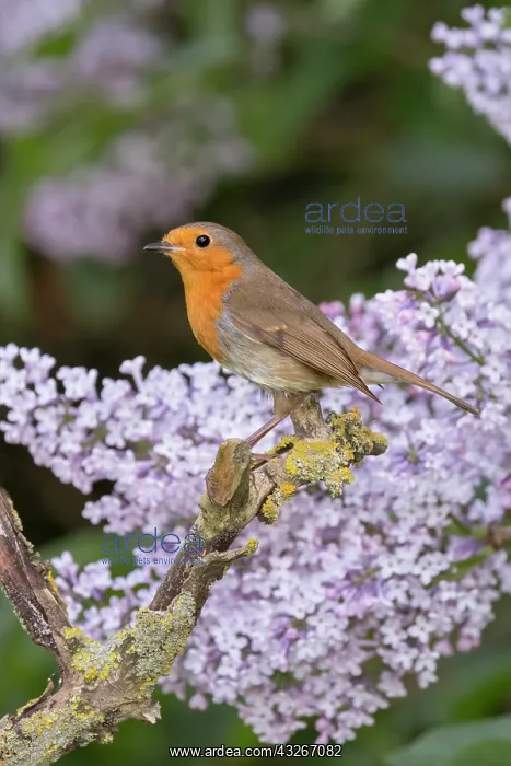: European Robin - Adult with Lilac flowers : European Robin - Adult with Lilac flowers
