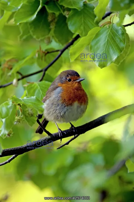 : European Robin - adult - rests in European / Common : European Robin - adult - rests in European / Common