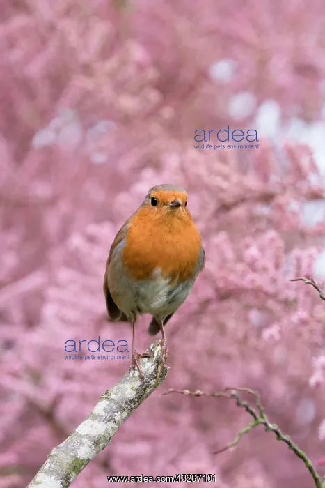 : European Robin - Adult with Tamarix : European Robin - Adult with Tamarix