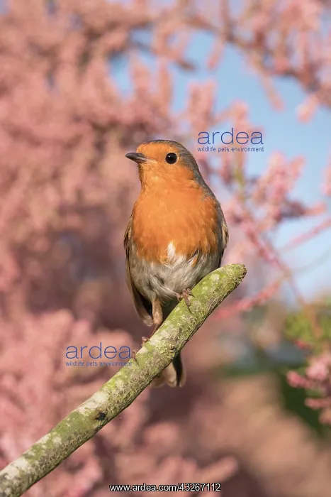 : European Robin - Adult with Tamarix : European Robin - Adult with Tamarix