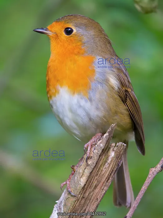  : European Robin - on ash tree branch - UK