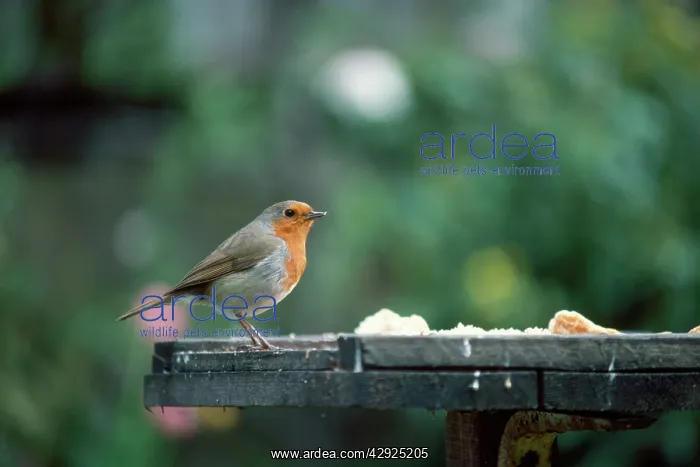 : European ROBIN - at bird table : European ROBIN - at bird table