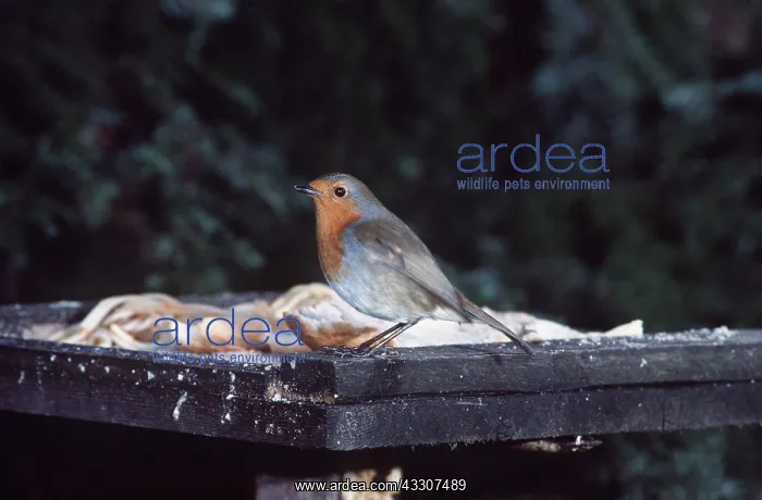 : European ROBIN - at bird table : European ROBIN - at bird table
