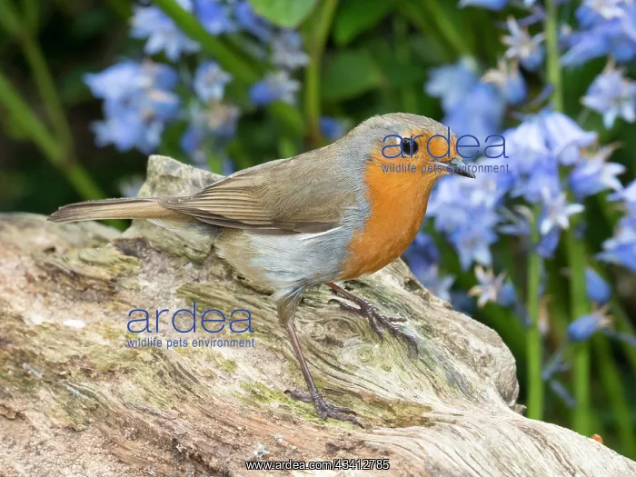 : European robin - with bluebells - Birmingham UK : European robin - with bluebells - Birmingham UK