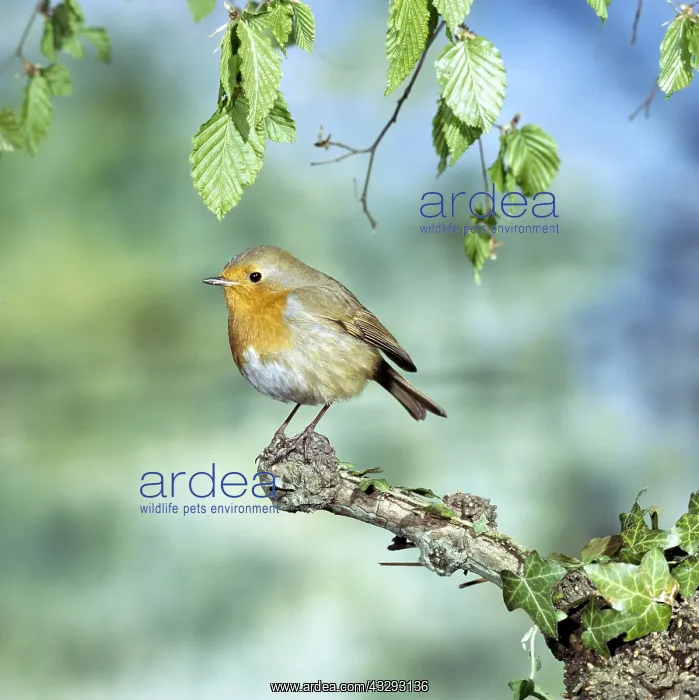 : European ROBIN - on branch : European ROBIN - on branch
