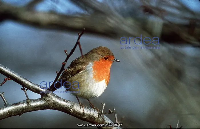  : European ROBIN - on branch