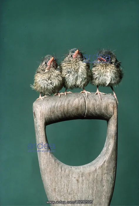 : European ROBIN - three chicks on spade handle : European ROBIN - three chicks on spade handle