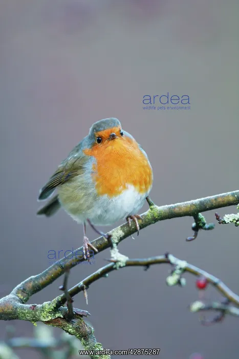  : European Robin - Close-up showing puffed up breast feathers
