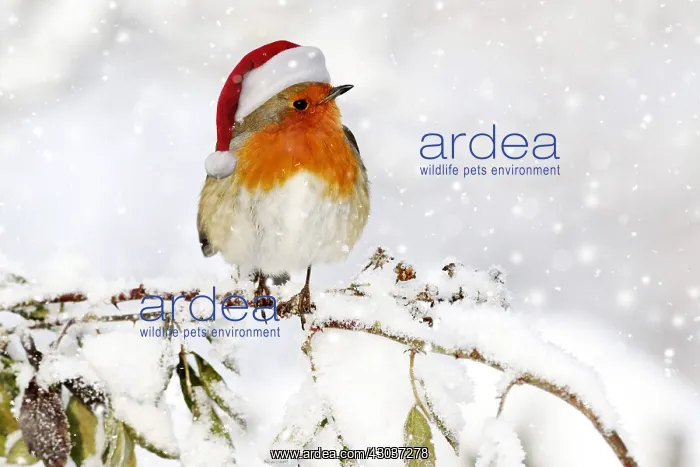 : European Robin (Erithacus rubecula), adult, perched : European Robin (Erithacus rubecula), adult, perched