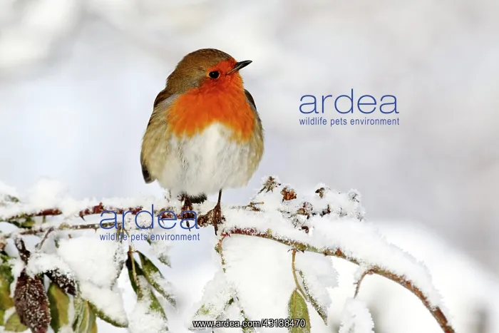 : European Robin (Erithacus rubecula), adult, perched : European Robin (Erithacus rubecula), adult, perched