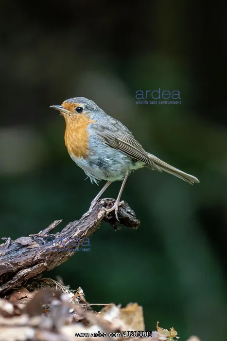 : European robin (Erithacus rubecula), Volcanic Eifel : European robin (Erithacus rubecula), Volcanic Eifel
