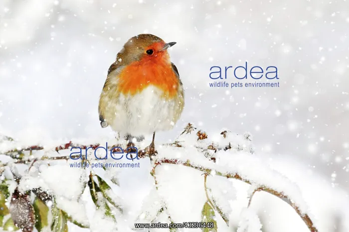 : European Robin (Erithacus rubecula), adult, perched : European Robin (Erithacus rubecula), adult, perched
