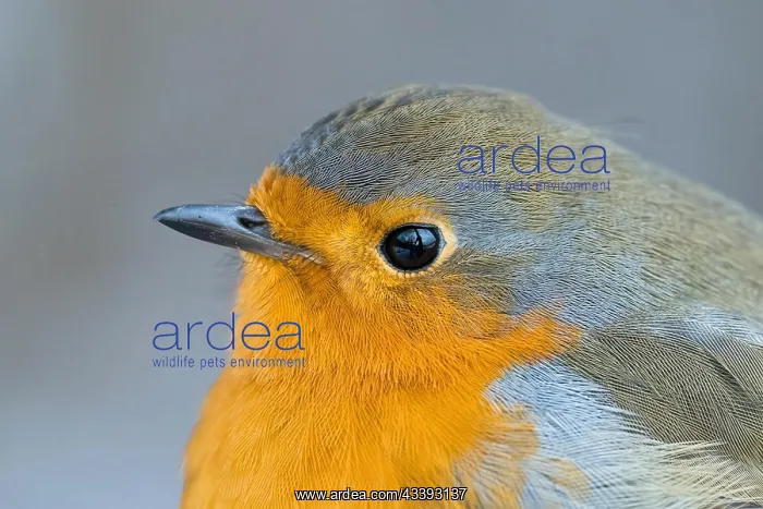 : European robin (Erithacus rubecula), portrait, animal : European robin (Erithacus rubecula), portrait, animal