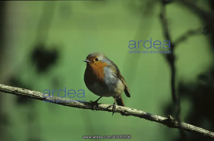 : European robin (Erithacus rubecula) : European robin (Erithacus rubecula)
